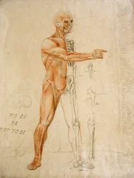 Anatomical Drawing